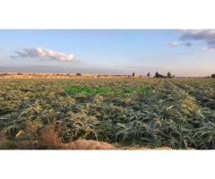 مزرعة ٤٥ فدان  بمصر للبيع مسجلة شهر عقارى